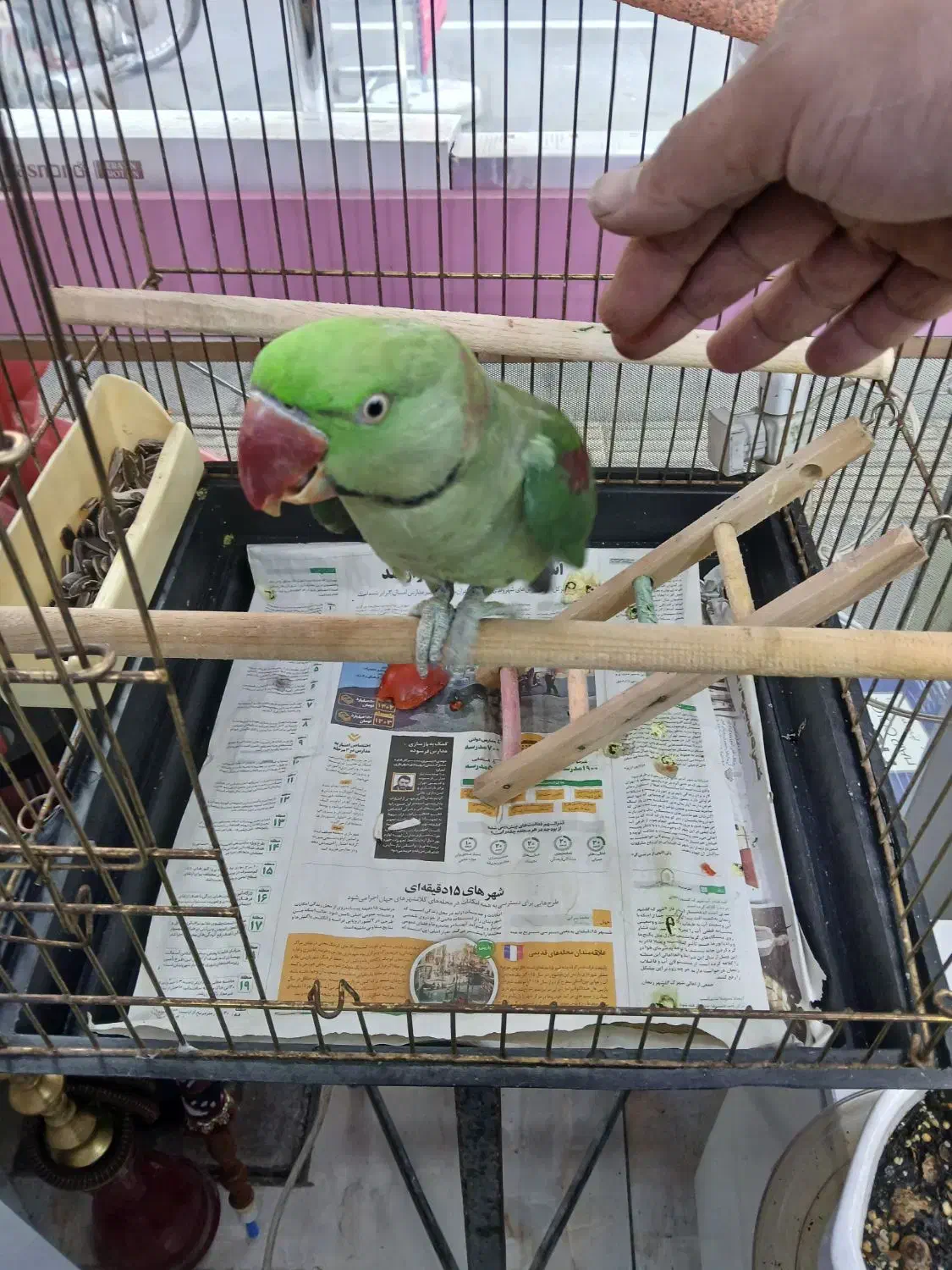 شاه طوطی نر 8ماهه|پرنده|تهران, جی|دیوار