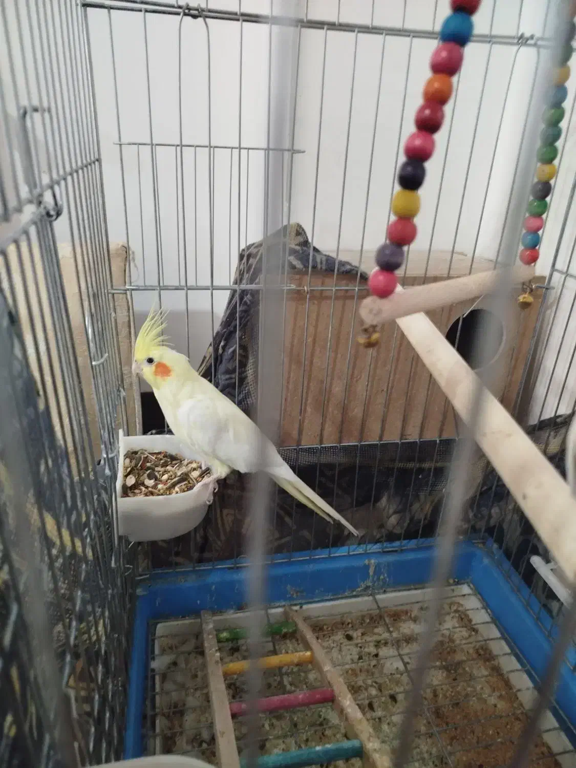 عروس هلندی و مرغ عشق|پرنده|برخوار, |دیوار