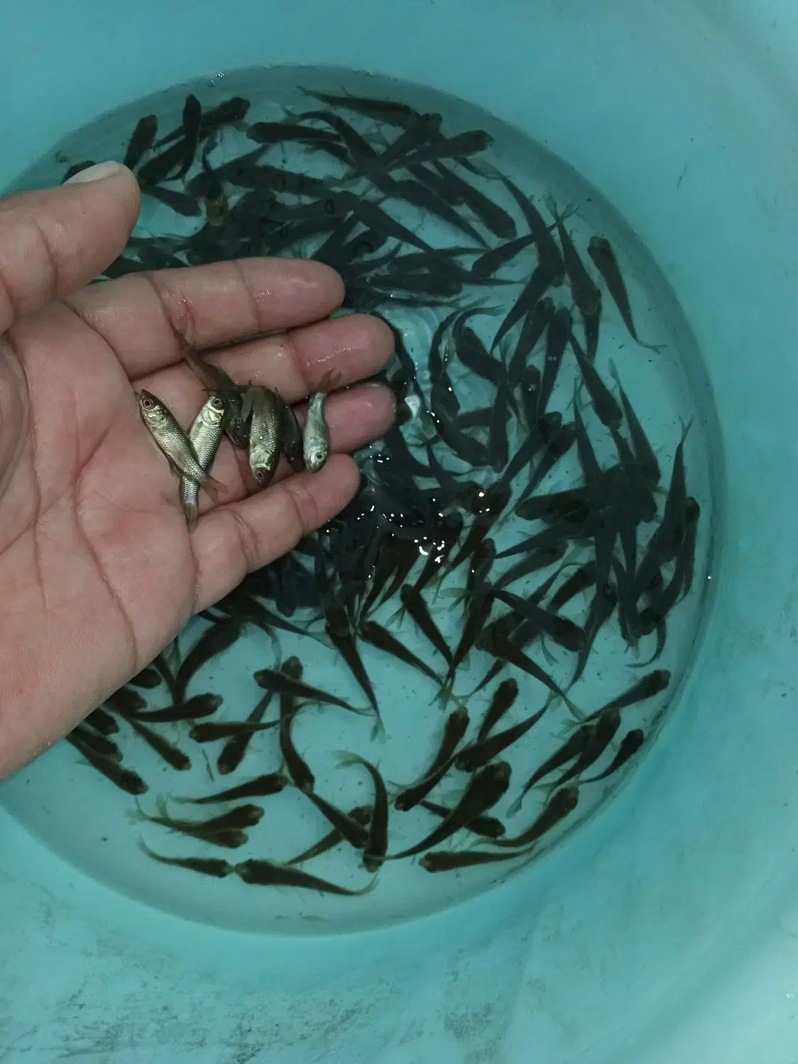 ماهی|ماهی|رشت, شهرک الغدیر|دیوار