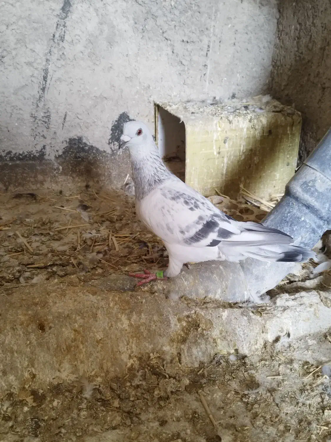 کبوتر شامی آلمانی نر|پرنده|لنجان, |دیوار