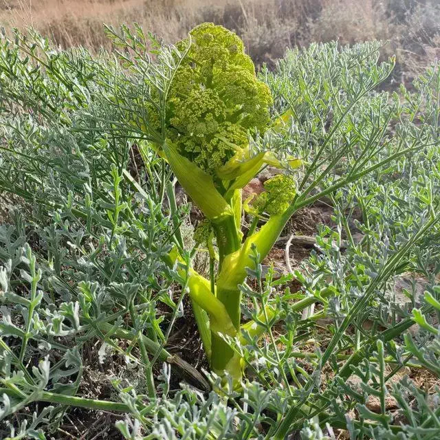 گیاه ثروت ساز دارویی (کما ، آنغوزه)|خدمات باغبانی و درختکاری|بیرجند, |دیوار