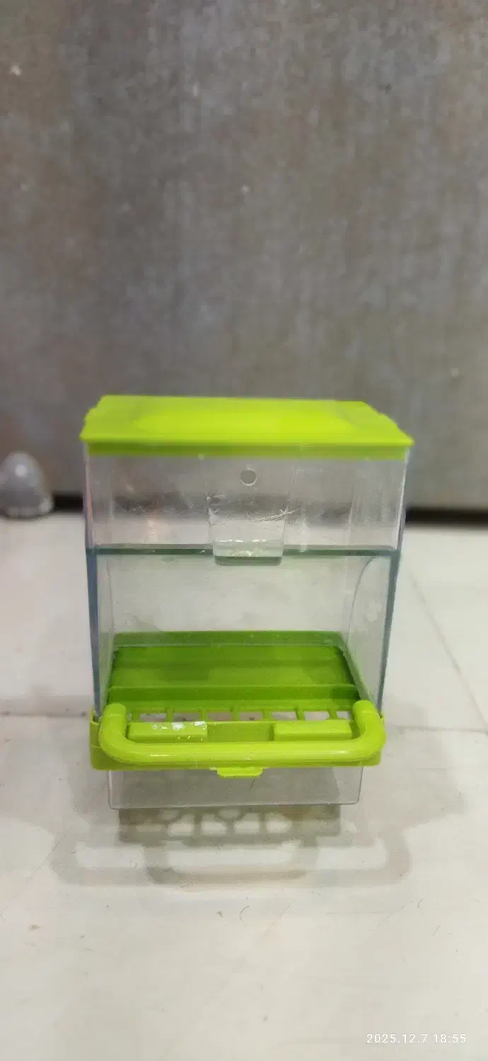 فروش عروس هلندی|پرنده|شیراز, رکنآباد|دیوار