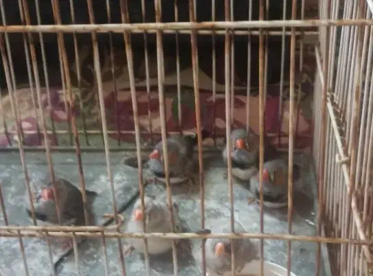 فنچ زبرا|پرنده|قم, نخودی|دیوار