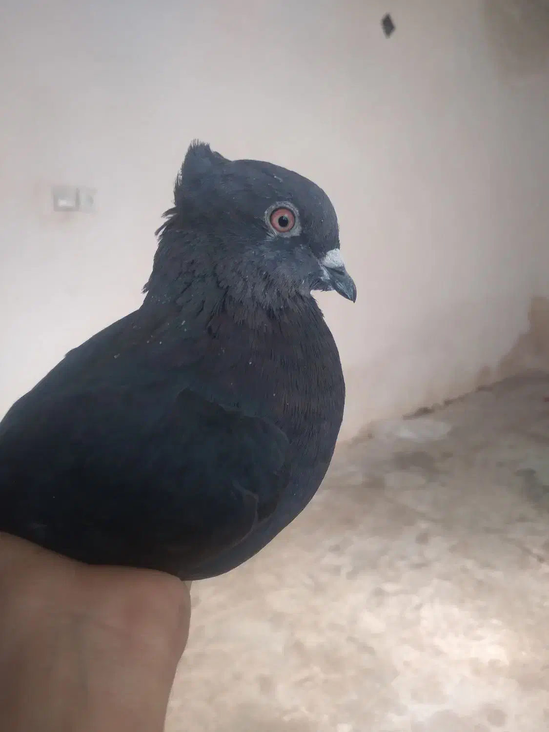 اشعل ماده|پرنده|ایذه, |دیوار