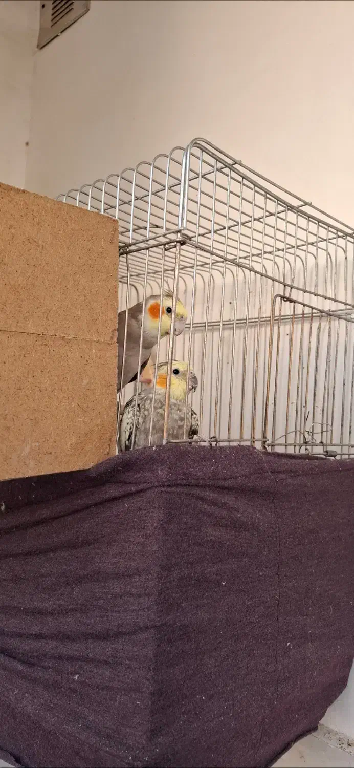 عروس هلندی|پرنده|شاهدشهر, |دیوار