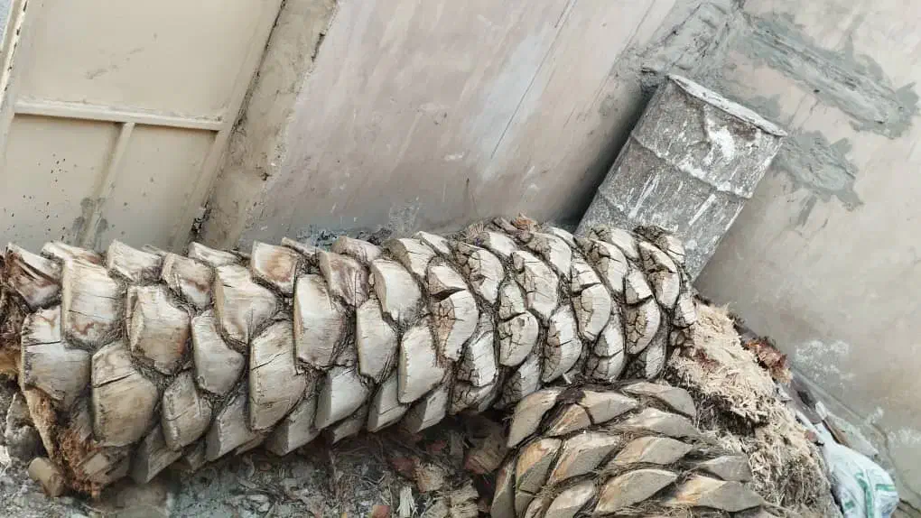 بریدن انواع درخت رایگان ونخل هم میبرم|خدمات باغبانی و درختکاری|آبادان, |دیوار