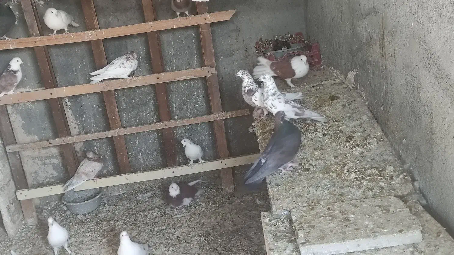 کبوتر فرروشی بصورت یکجا میفروشم|پرنده|پیر بکران, |دیوار