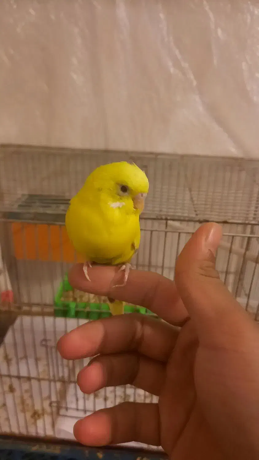 مرغ عشق به همراه وسایل|پرنده|خوی, |دیوار