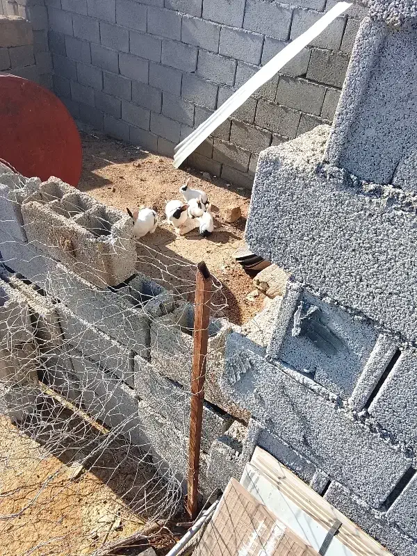 خرگوش|موش و خرگوش|کرمانشاه, |دیوار