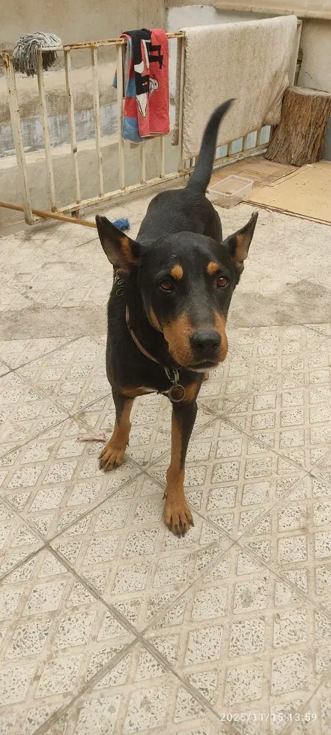 سگ دوبرمن نر|سگ|فردیس, داوری|دیوار