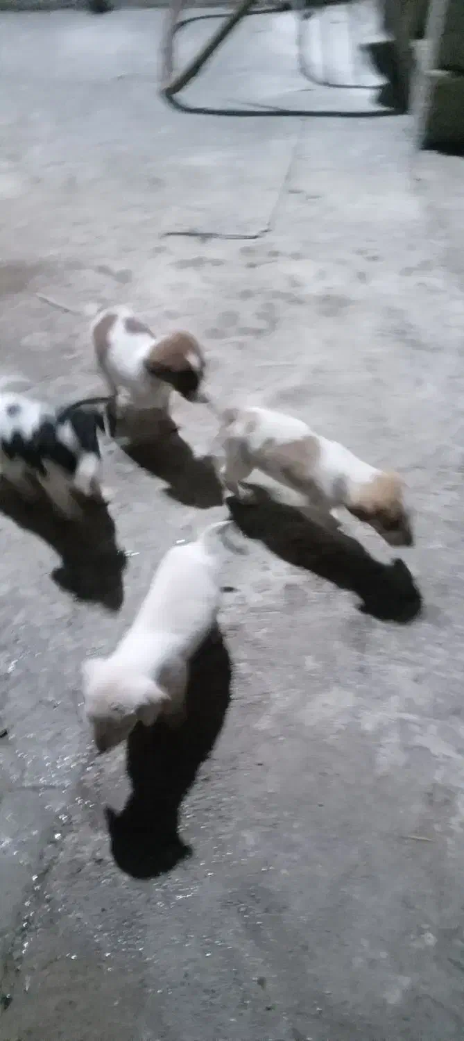 واگذاری چند عددطوله سگ|سگ|صومعه‌سرا, |دیوار