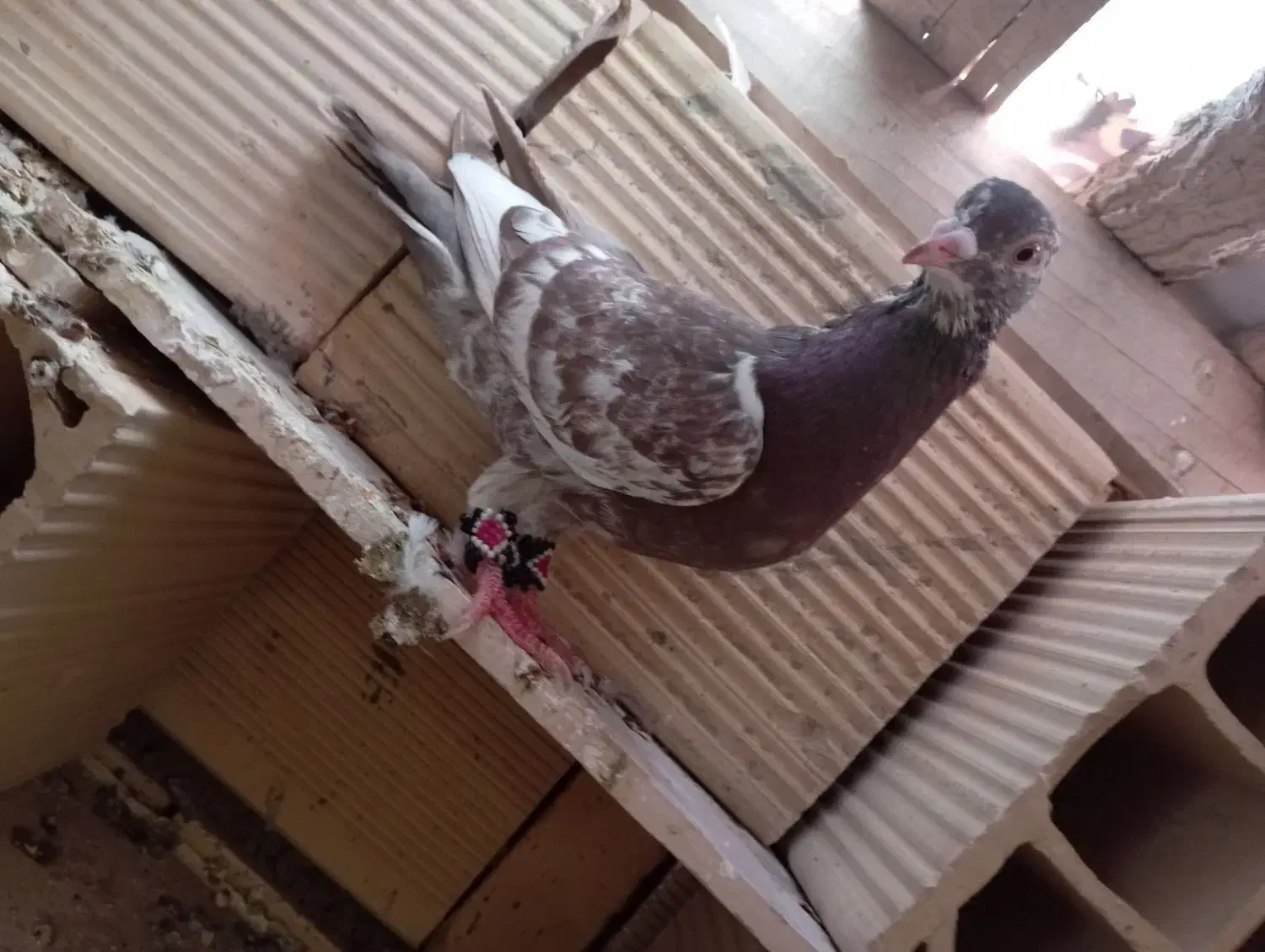 کفتر معاوضه و فروش|پرنده|شاهرود, |دیوار