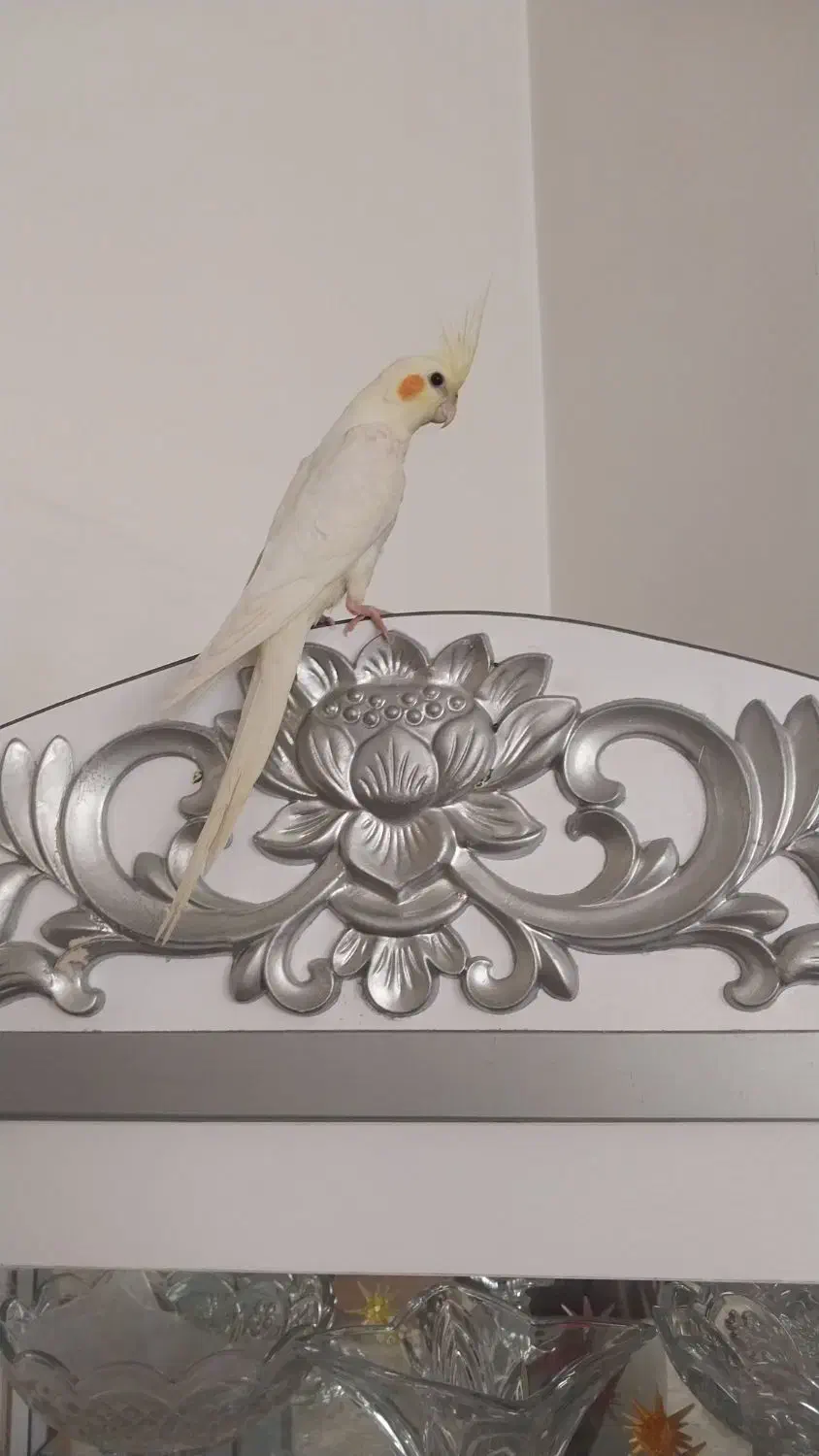 عروس هلندی نر|پرنده|شاهرود, |دیوار