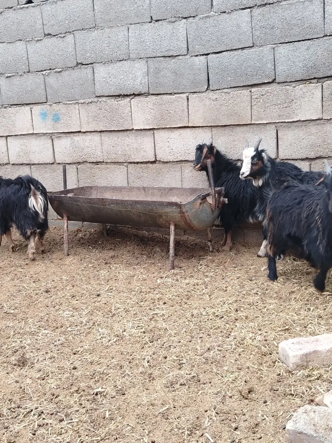 بزغاله شیری بره|حیوانات مزرعه|نجفآباد, حومه نجف آباد|دیوار