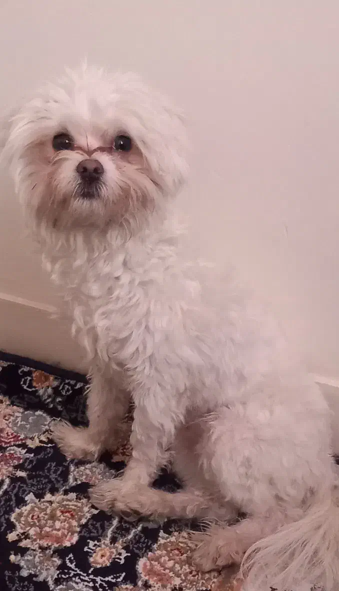 فروشی نر۷.۸ماهه|سگ|تهران, قصر فیروزه ۲|دیوار