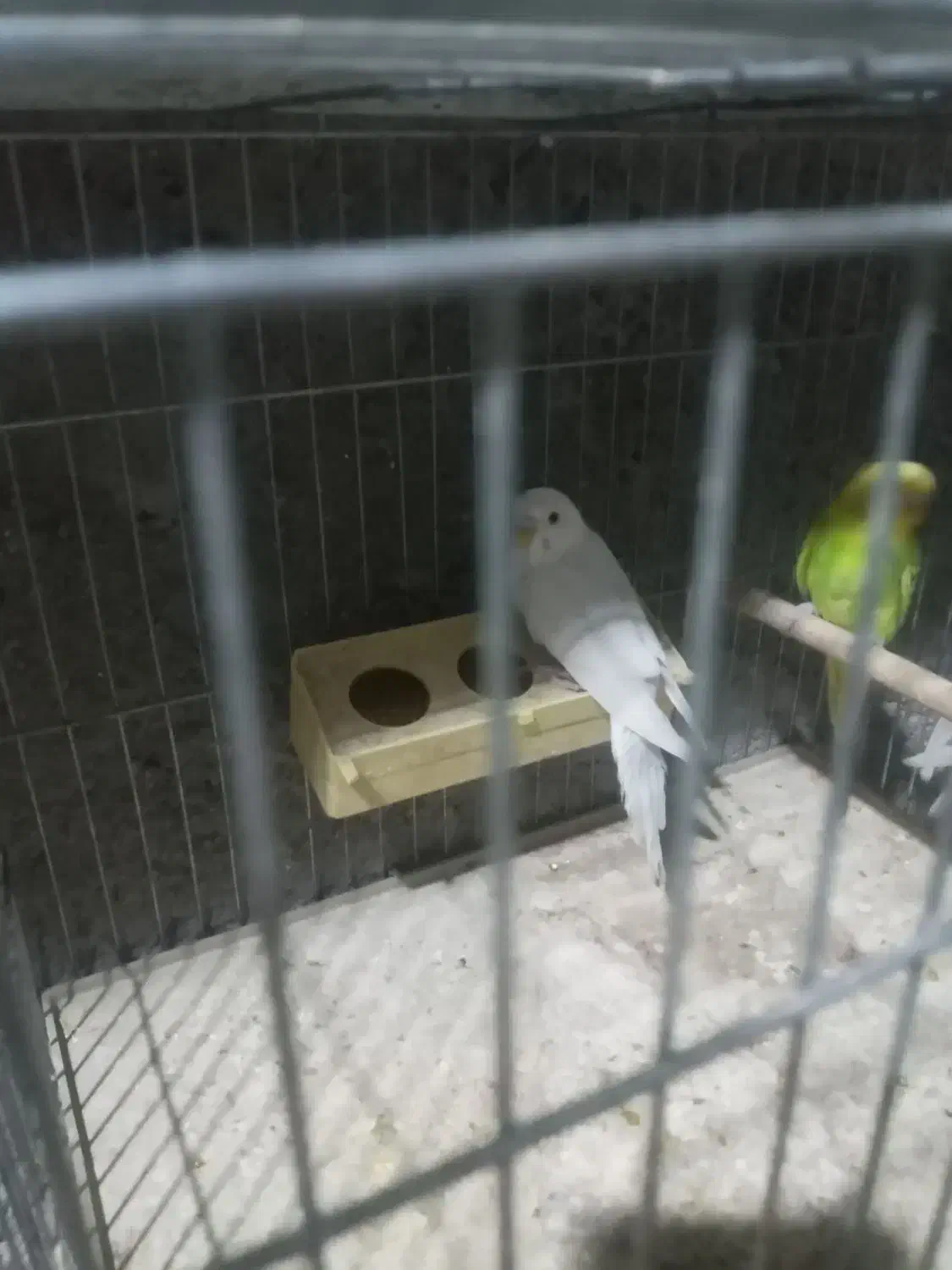 فروش مرغعشق|پرنده|داراب, |دیوار