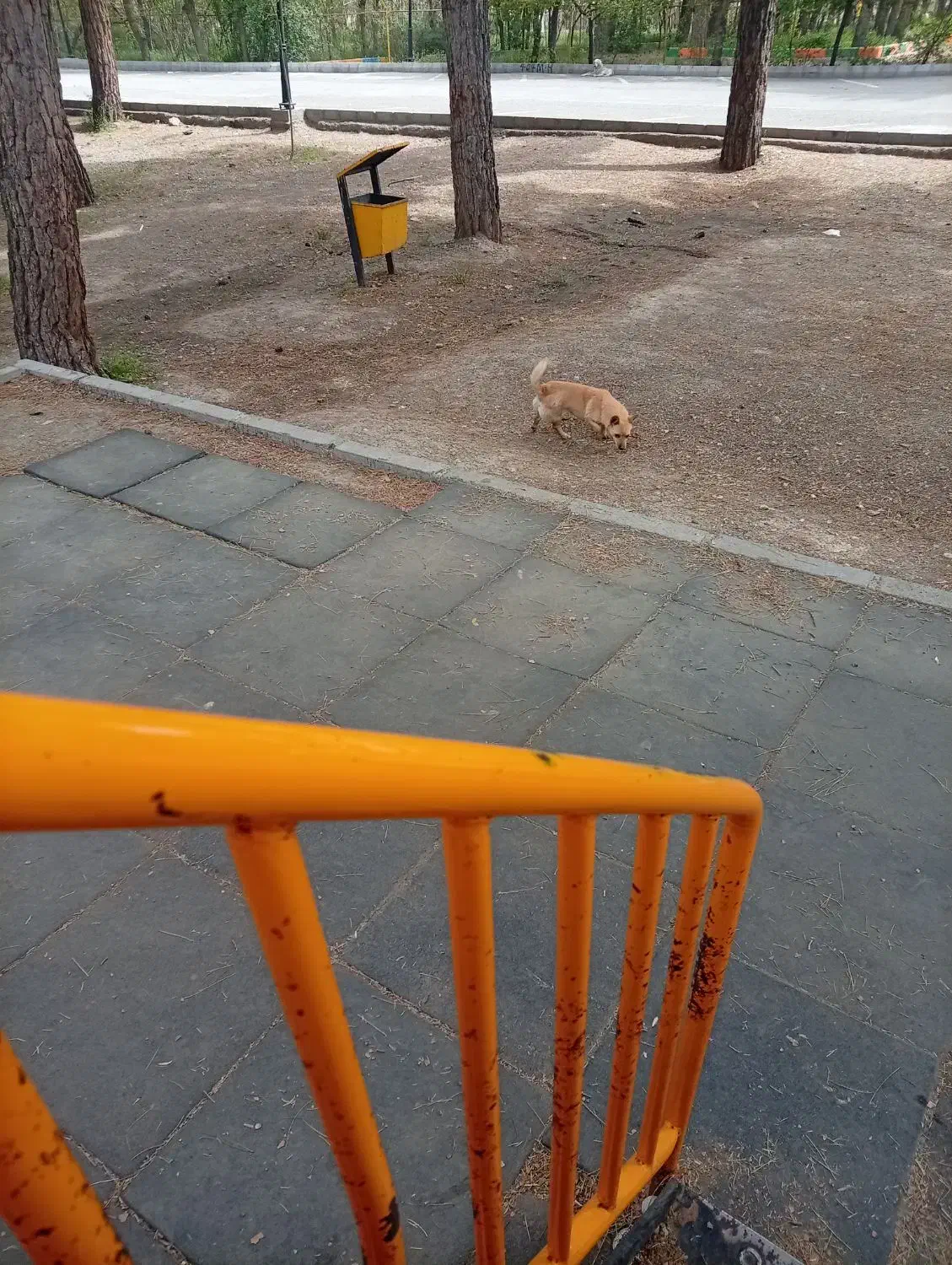 سگ.|سگ|تربت‌حیدریه, شهرک ولیعصر|دیوار