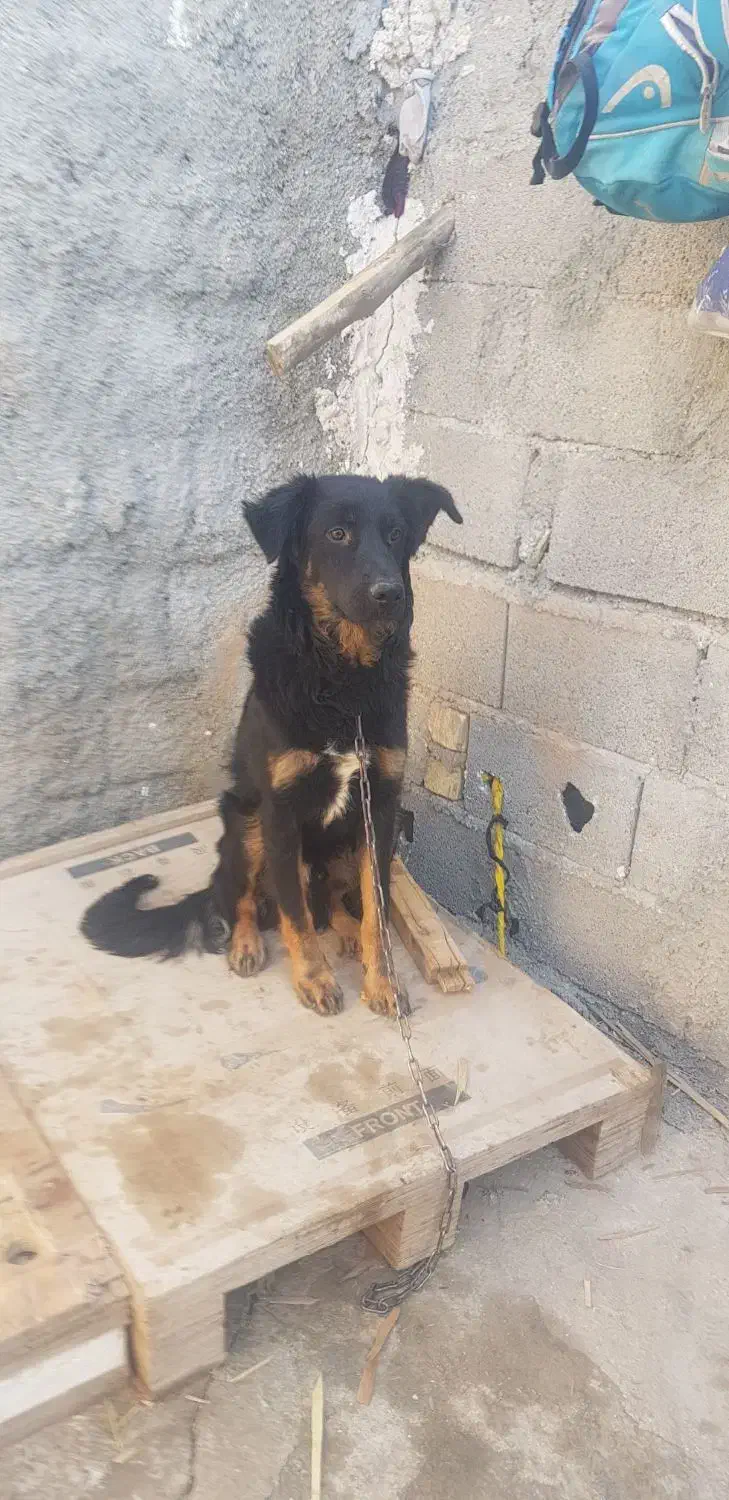 ژرمن دوبرمن|سگ|شیراز, کفترک|دیوار