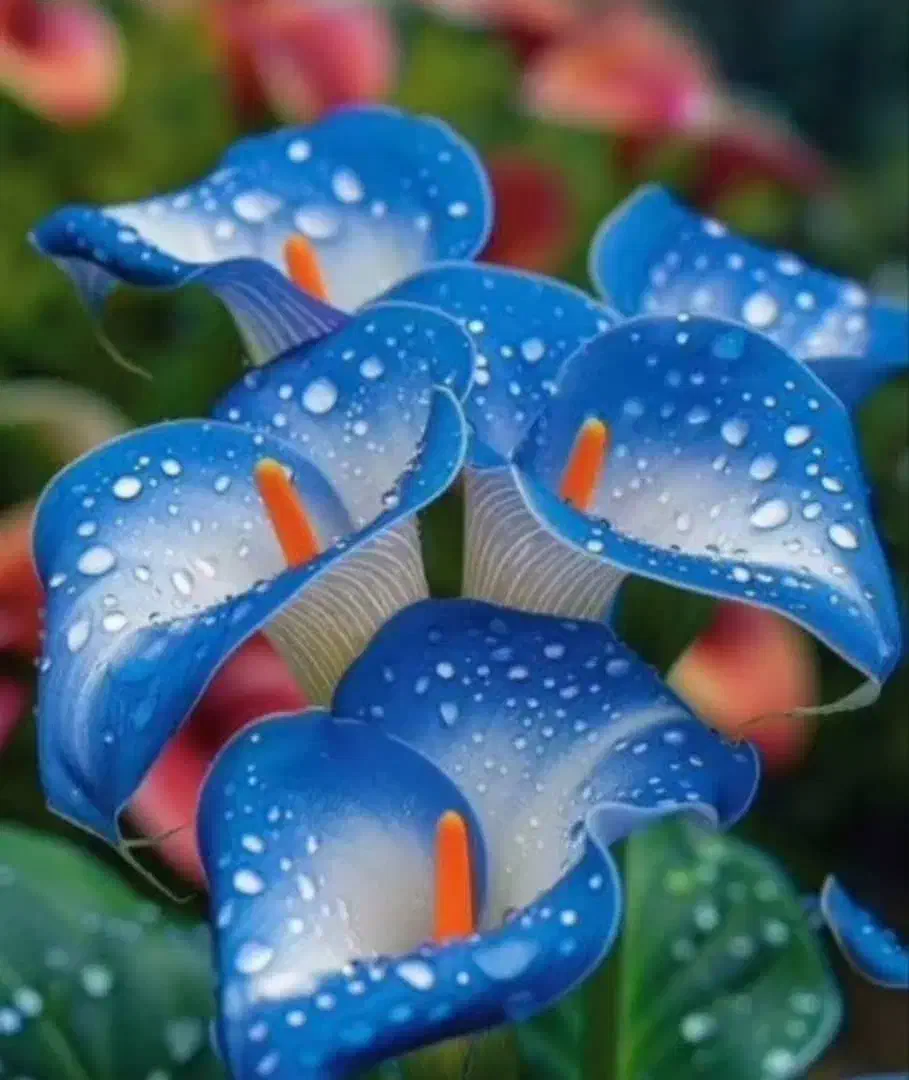 راهنمایی فنی صنعتی|فعالیت داوطلبانه|رباط‌کریم, رباط‌کریم|دیوار