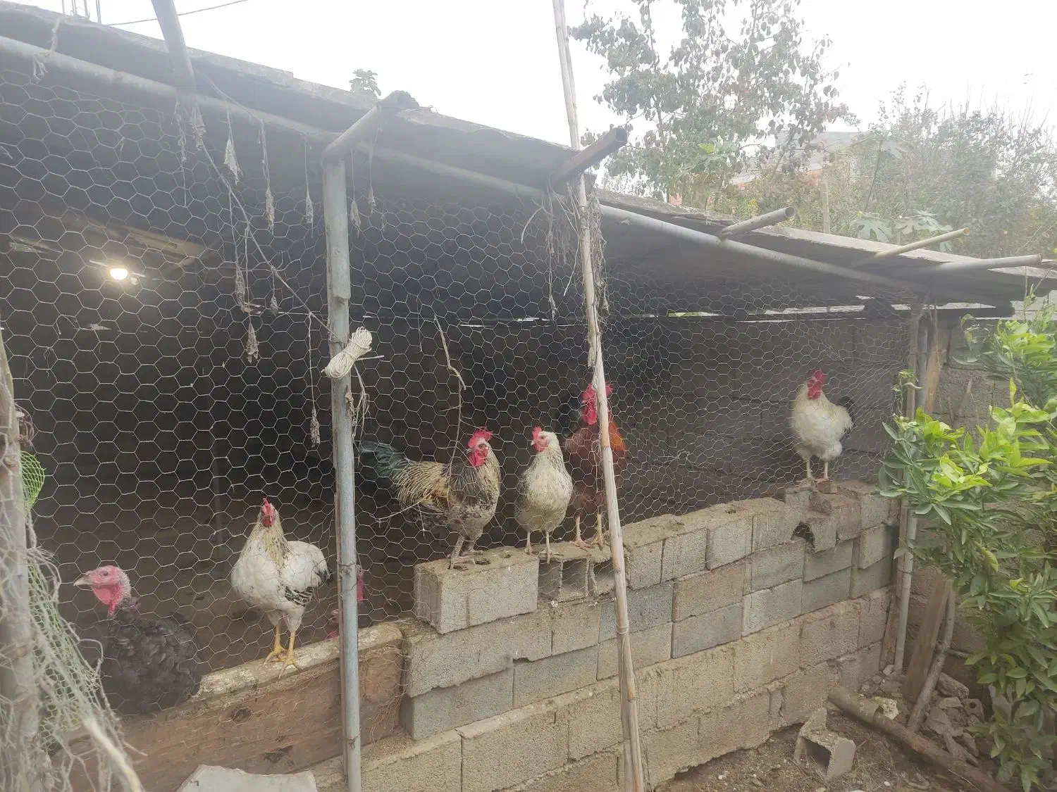 بوقلمون،مرغ،خروس|حیوانات مزرعه|سرخرود, |دیوار