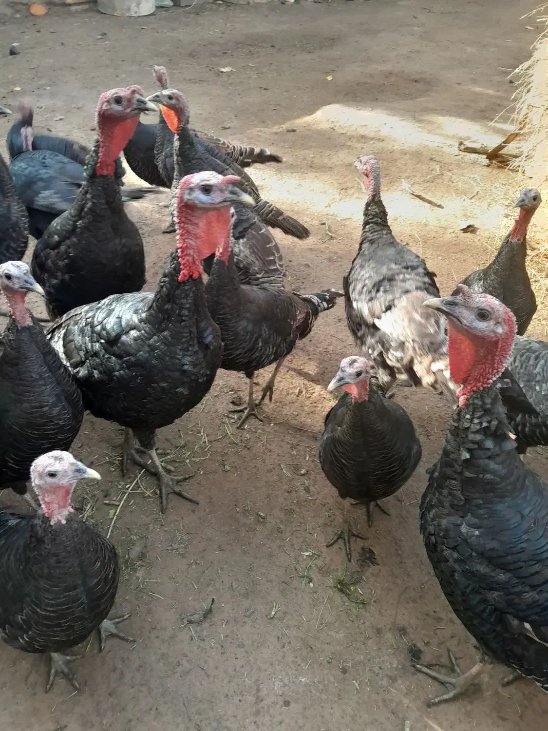 بوقلمون نژاد اصل سیاه ودو عدد اوردک|حیوانات مزرعه|مرند, |دیوار