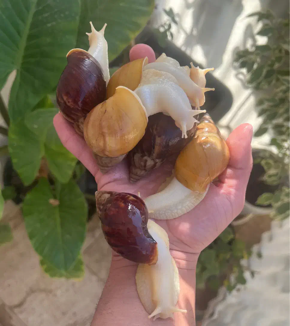 هلزرون مولد بیک سایز|خزنده|کرج, گوهردشت|دیوار