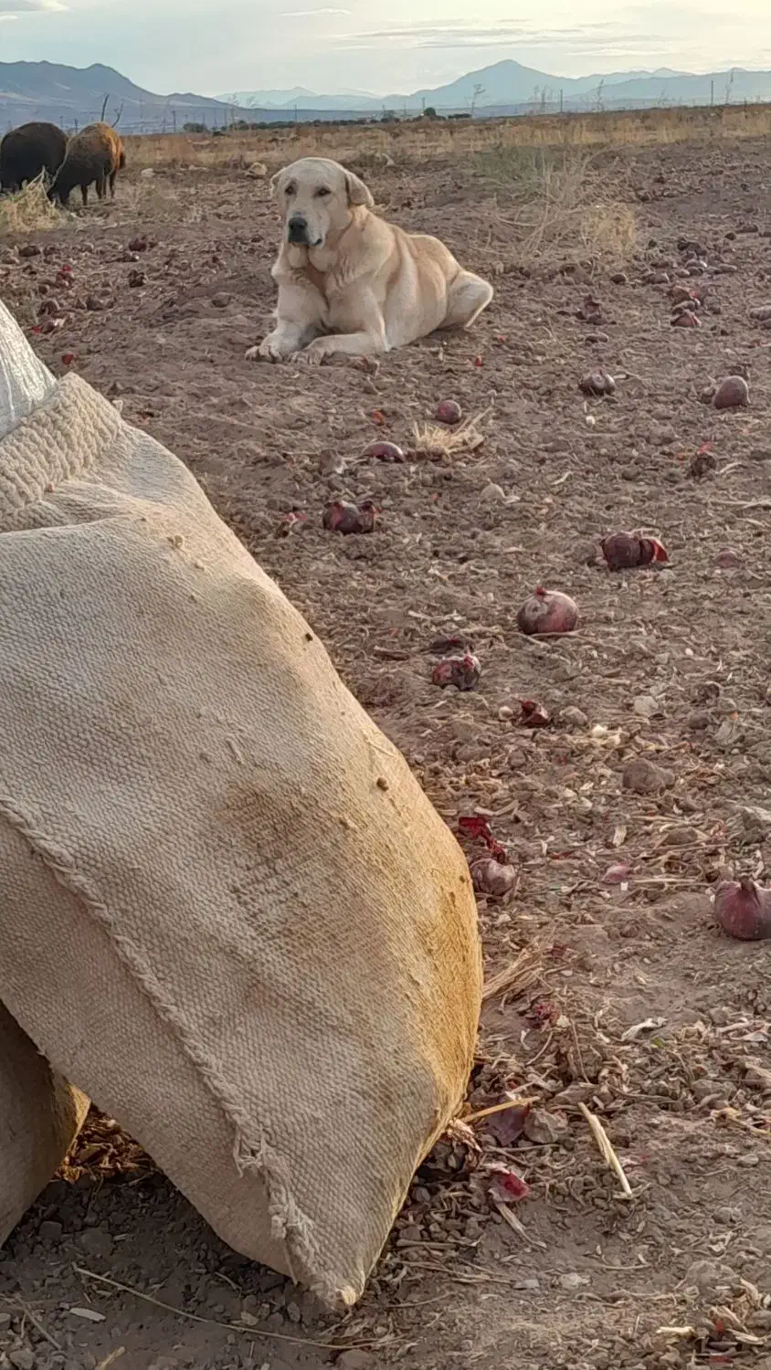 سگ گم شده|حیوانات|صوفیان, |دیوار