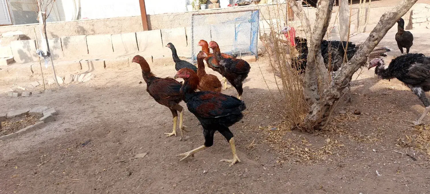 فروش جوجه خروس لاری|حیوانات مزرعه|کوهین, |دیوار