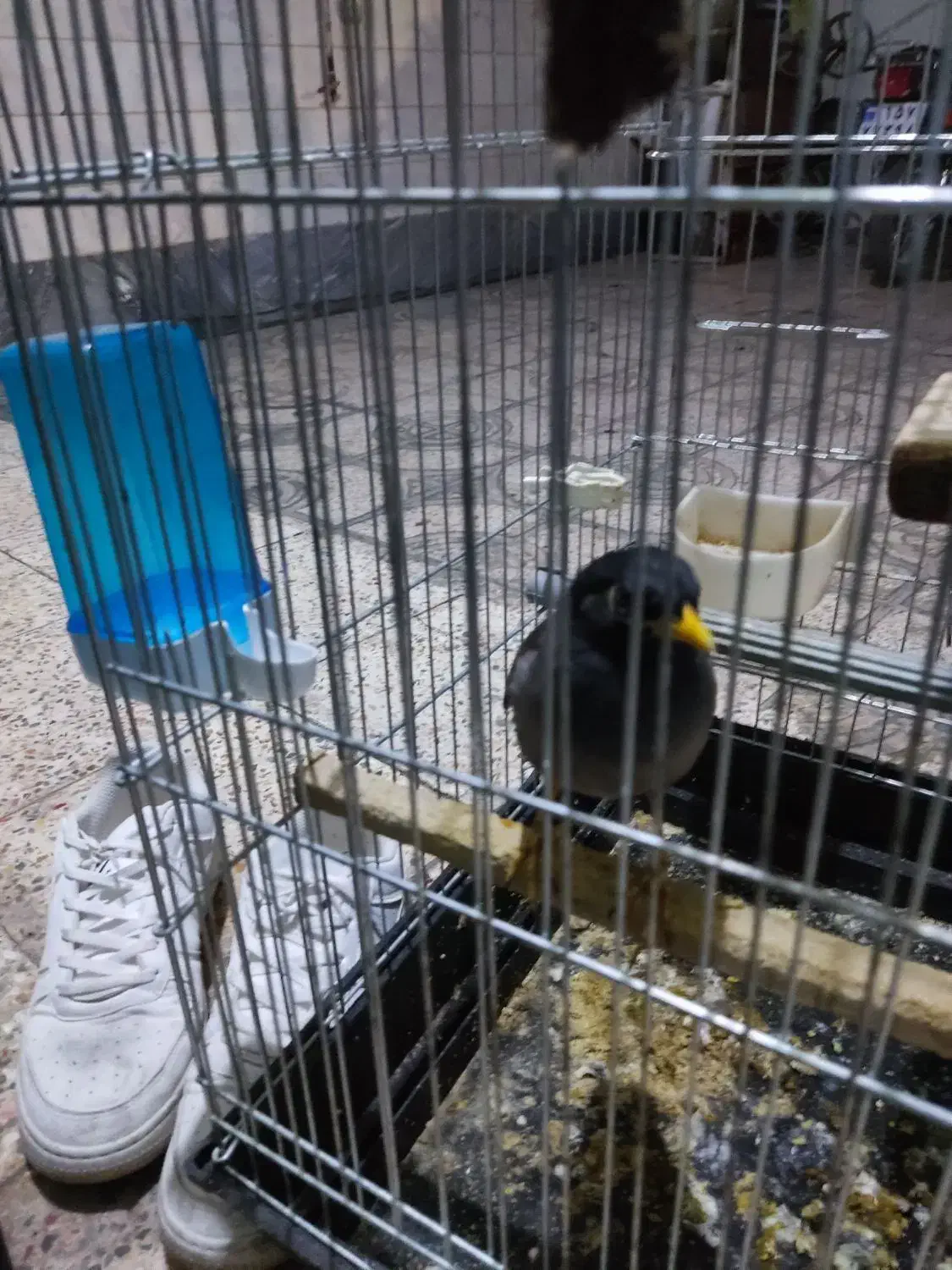 مرغ مینا|پرنده|شهریار, دهشاد بالا|دیوار