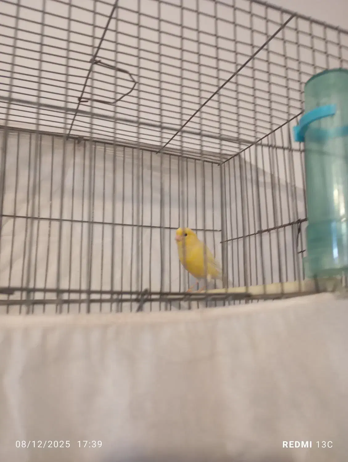 قناری ماده|پرنده|صفادشت, |دیوار