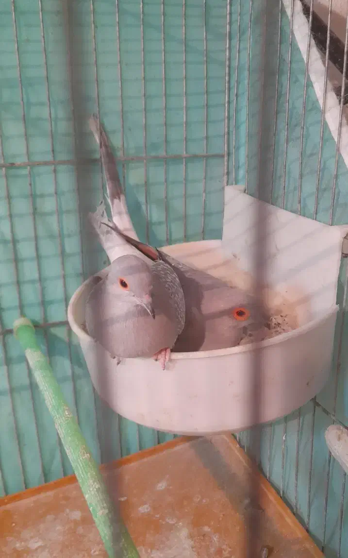 کبوتر خانگی وسهره ماده جوجه قفس|پرنده|فولادشهر, مسکن مهر فولادشهر|دیوار