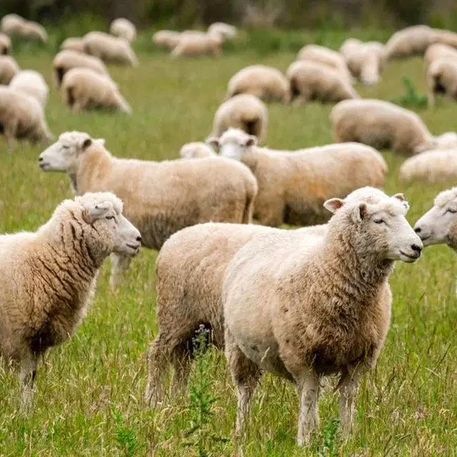 گوسفند|حیوانات مزرعه|زنجانرود, |دیوار