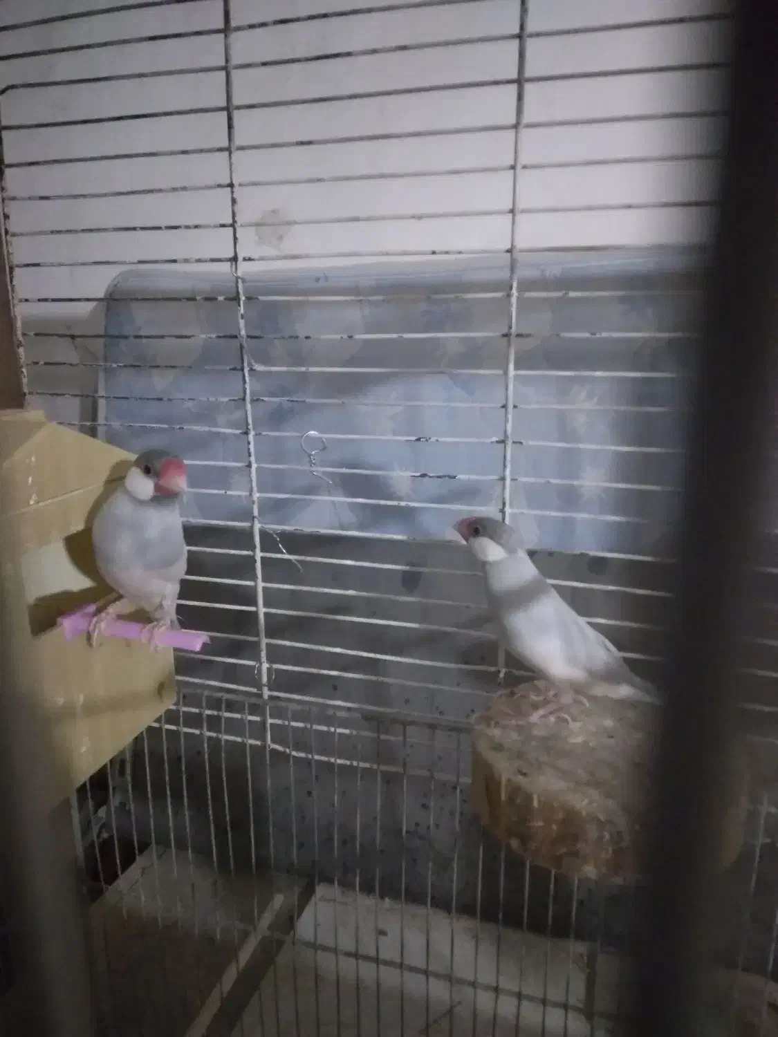 فنج نرگسی دو جفت یه جفت روتخم یه جفت اماده|پرنده|نظرآباد, نظرآباد|دیوار