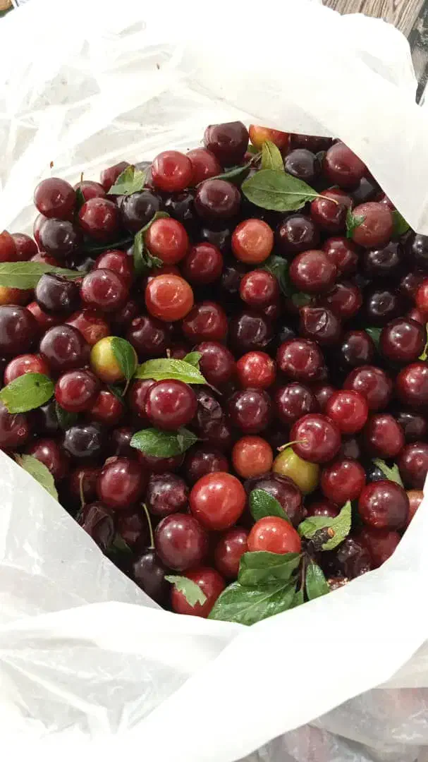 رب آلوچه جنگلی|عمدهفروشی|کلاچای, |دیوار