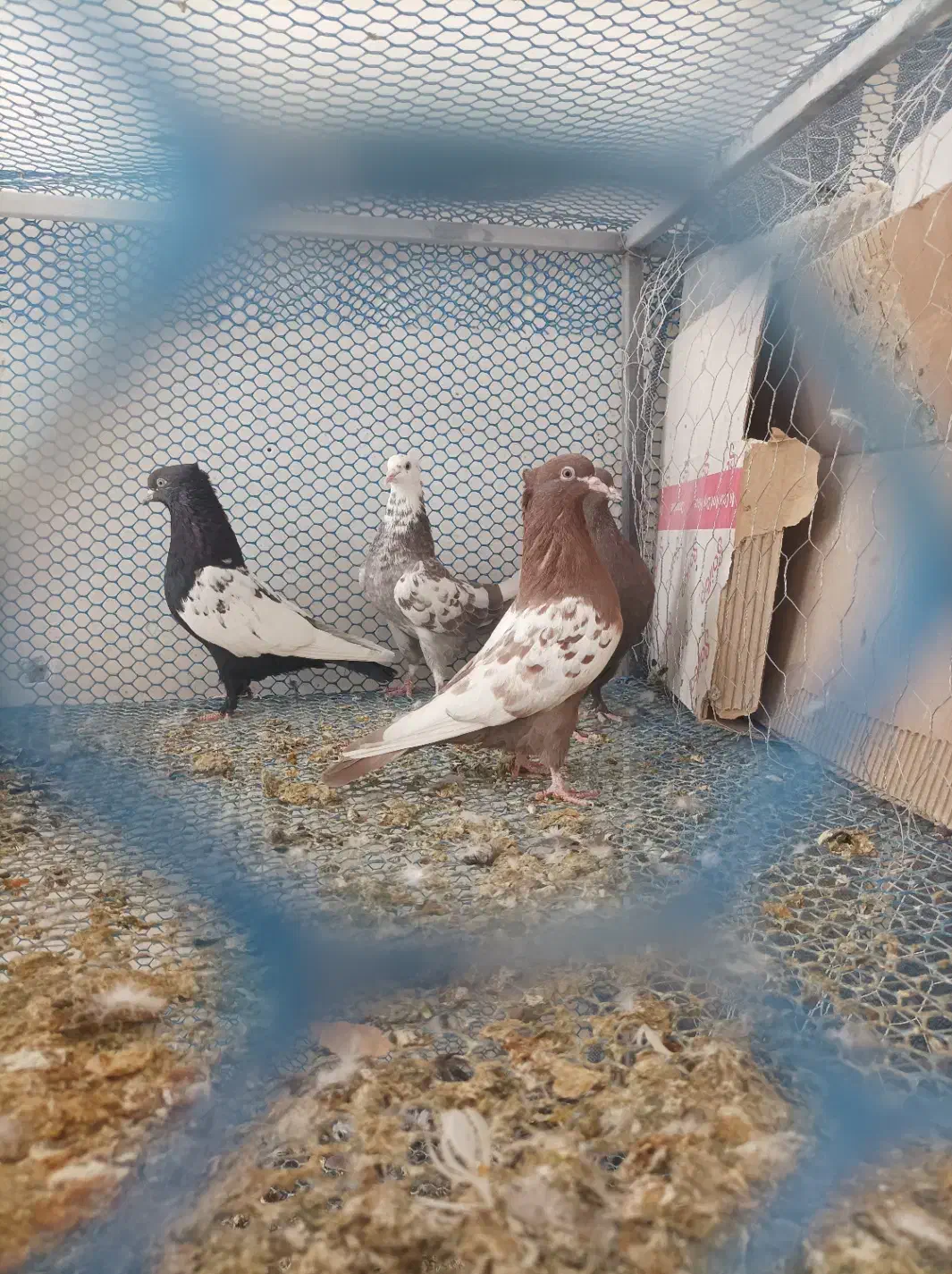 کبوتر کفتر|پرنده|شیراز, کوشک بیدک|دیوار