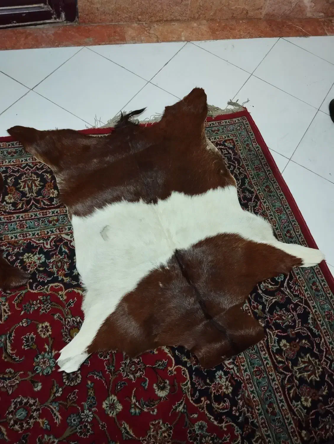 پوست بز|صنایع دستی و سایر لوازم تزئینی|رشت, دیلمان|دیوار