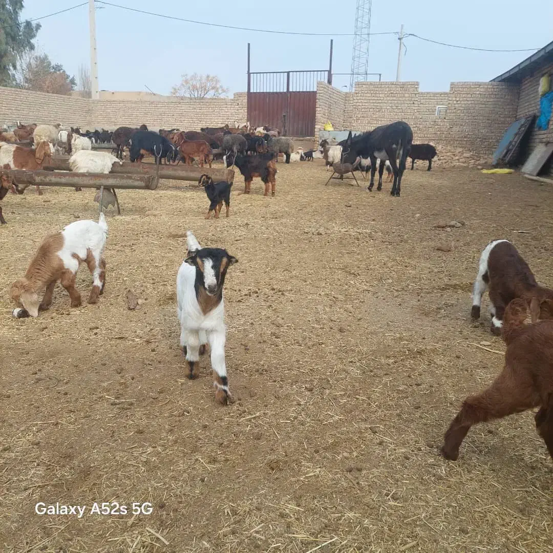 چند راس بزغاله دورگ خوشگل و سرحال|حیوانات مزرعه|ساوه, |دیوار