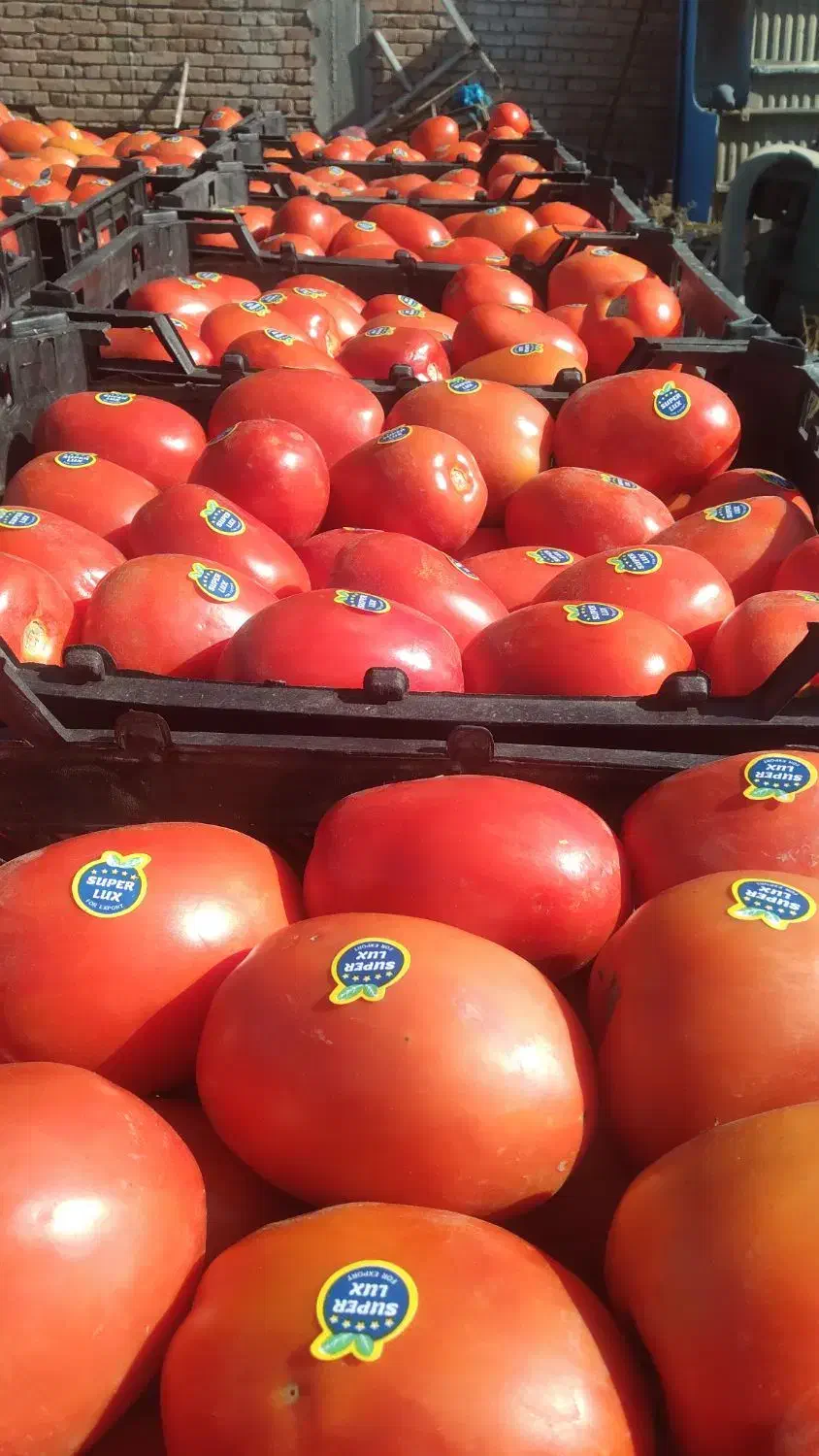 نیرو کارگر خانم تسویه روزانه|استخدام خدمات فروشگاه و رستوران|ارومیه, |دیوار