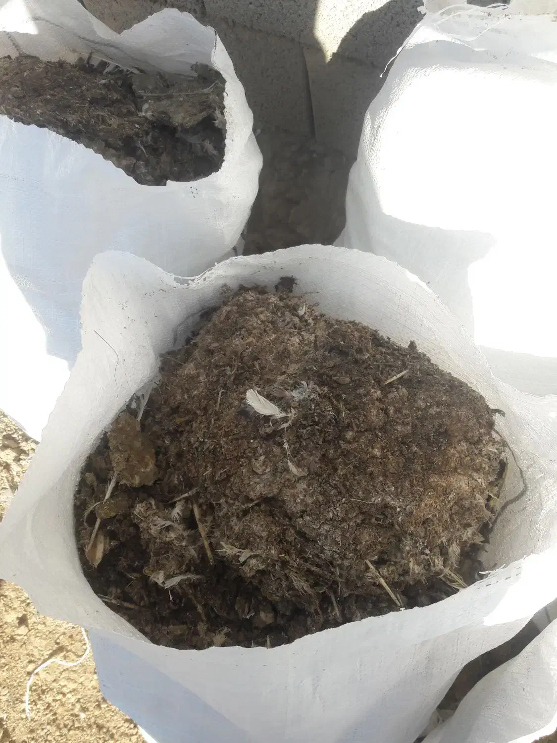 کود کبوتر|لوازم جانبی حیوانات|خمینیشهر, |دیوار