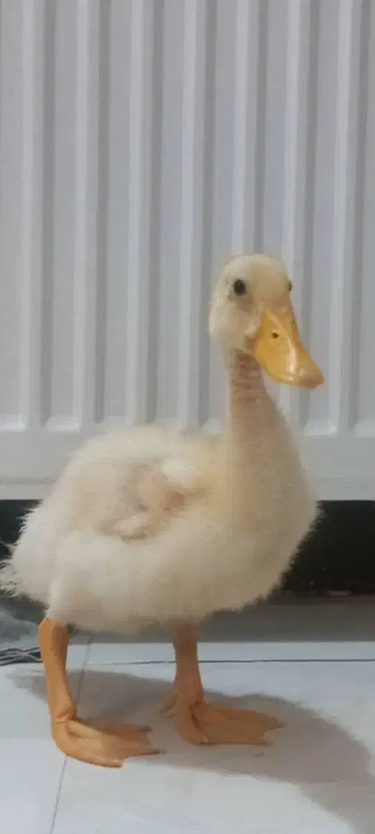 جوجه اردک دستی|حیوانات مزرعه|قدس, شهرقدس|دیوار