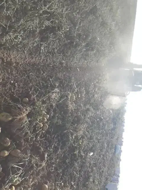 سیب زمینی تازه خوب ۱۰ عدد کیسه کیلوی ۲۵۰۰۰هزار|خوردنی و آشامیدنی|زاغه, |دیوار