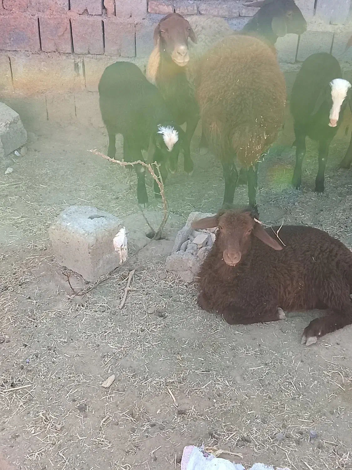 میش وبره|حیوانات مزرعه|تربت جام, جلگه موسی آباد|دیوار