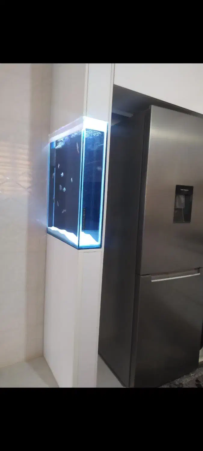 آروانا خوش سایز*فروش اکواریوم شرکتی|ماهی|زنجان, |دیوار