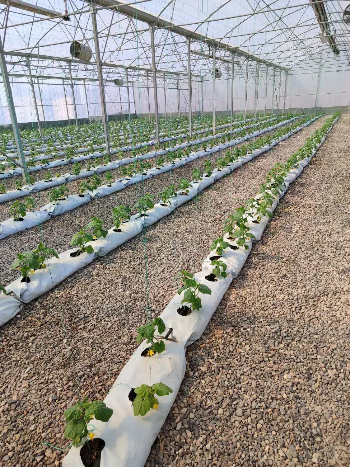 گلخانه|فروش دفتر صنعتی، کشاورزی، تجاری|خواجه, |دیوار