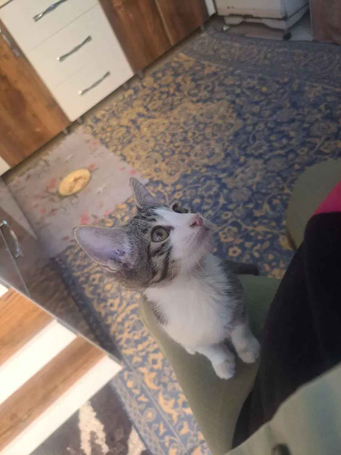 واگذاری گربه های نر و ماده|گربه|تبریز, |دیوار