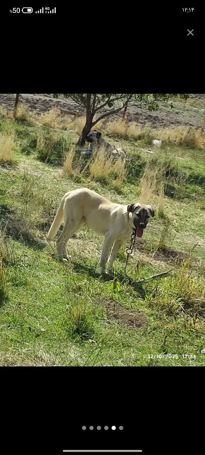 سگ سرابی|سگ|باسمنج, |دیوار