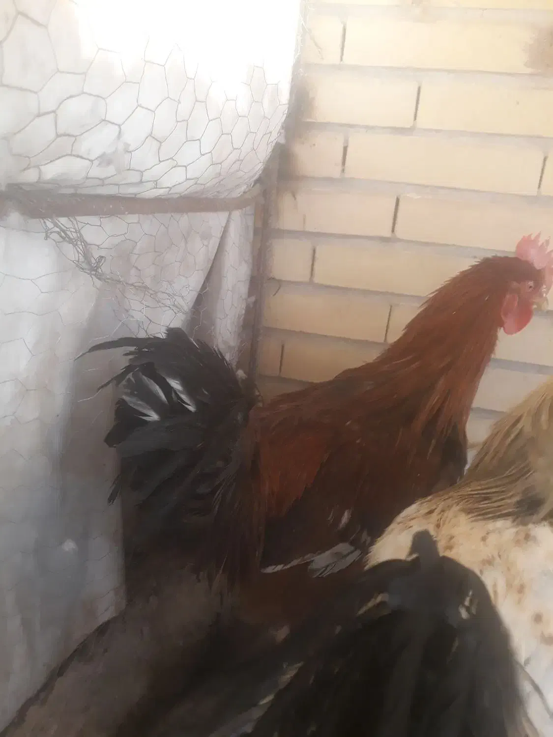 خروس دورگ جوان ۲ عدد|حیوانات مزرعه|سیرجان, |دیوار