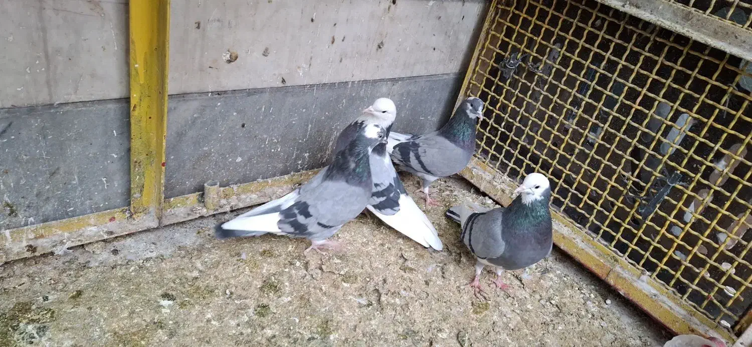 کفتر ابلغ|پرنده|تهران, افسریه جنوبی|دیوار