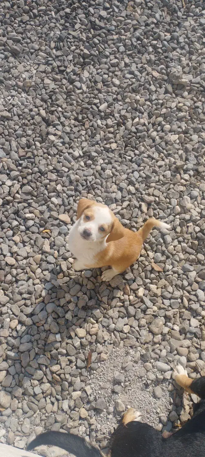 فروش سگ|سگ|مزرعه کتول, |دیوار