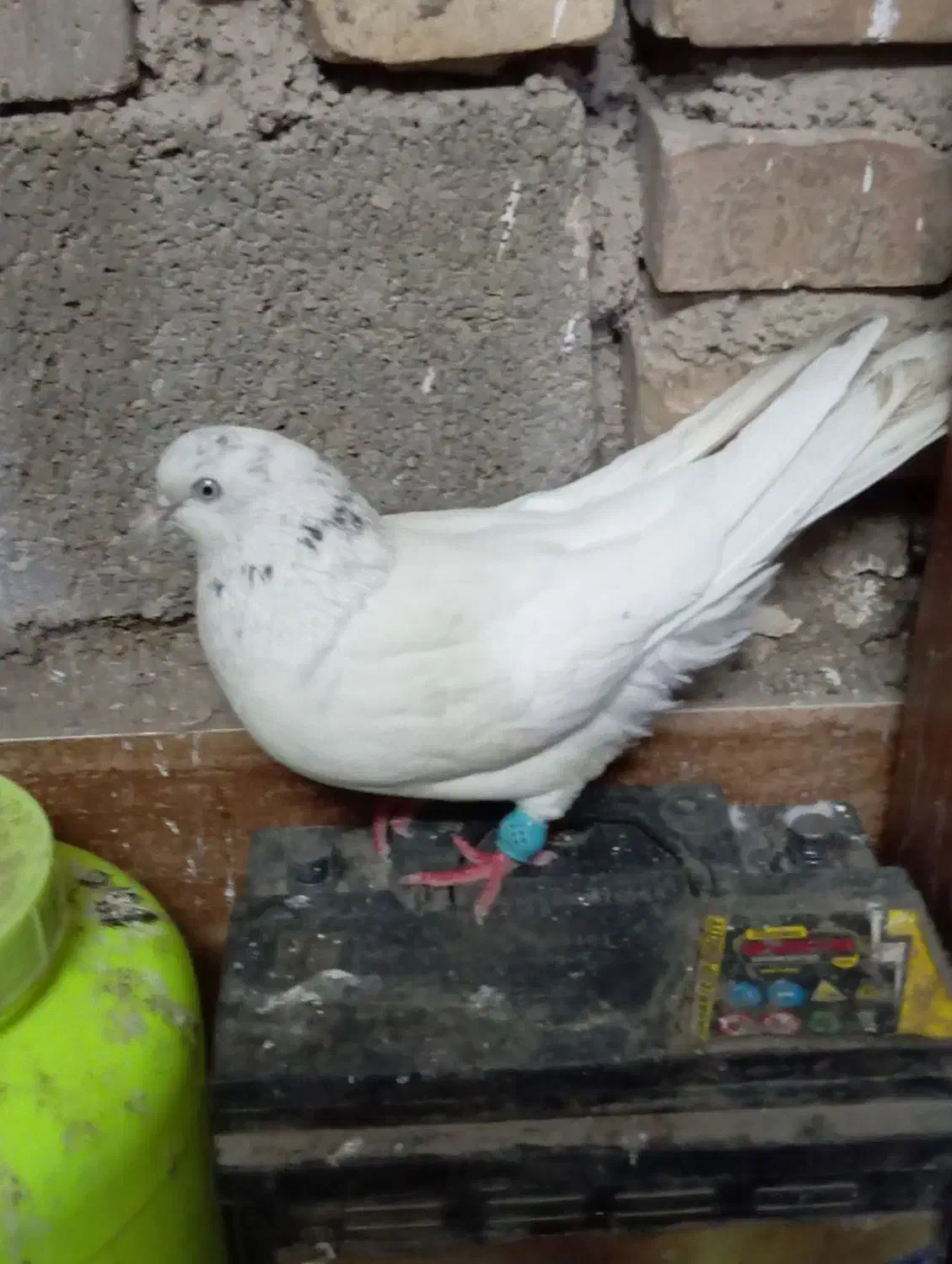 کبوتر شیخ ابری گرفتنی|پرنده|آبادان, |دیوار